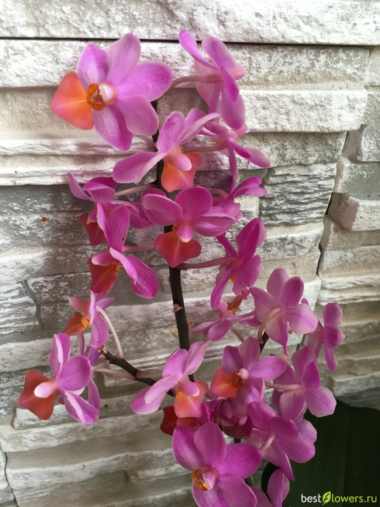 Фаленопсис Льюис Берри