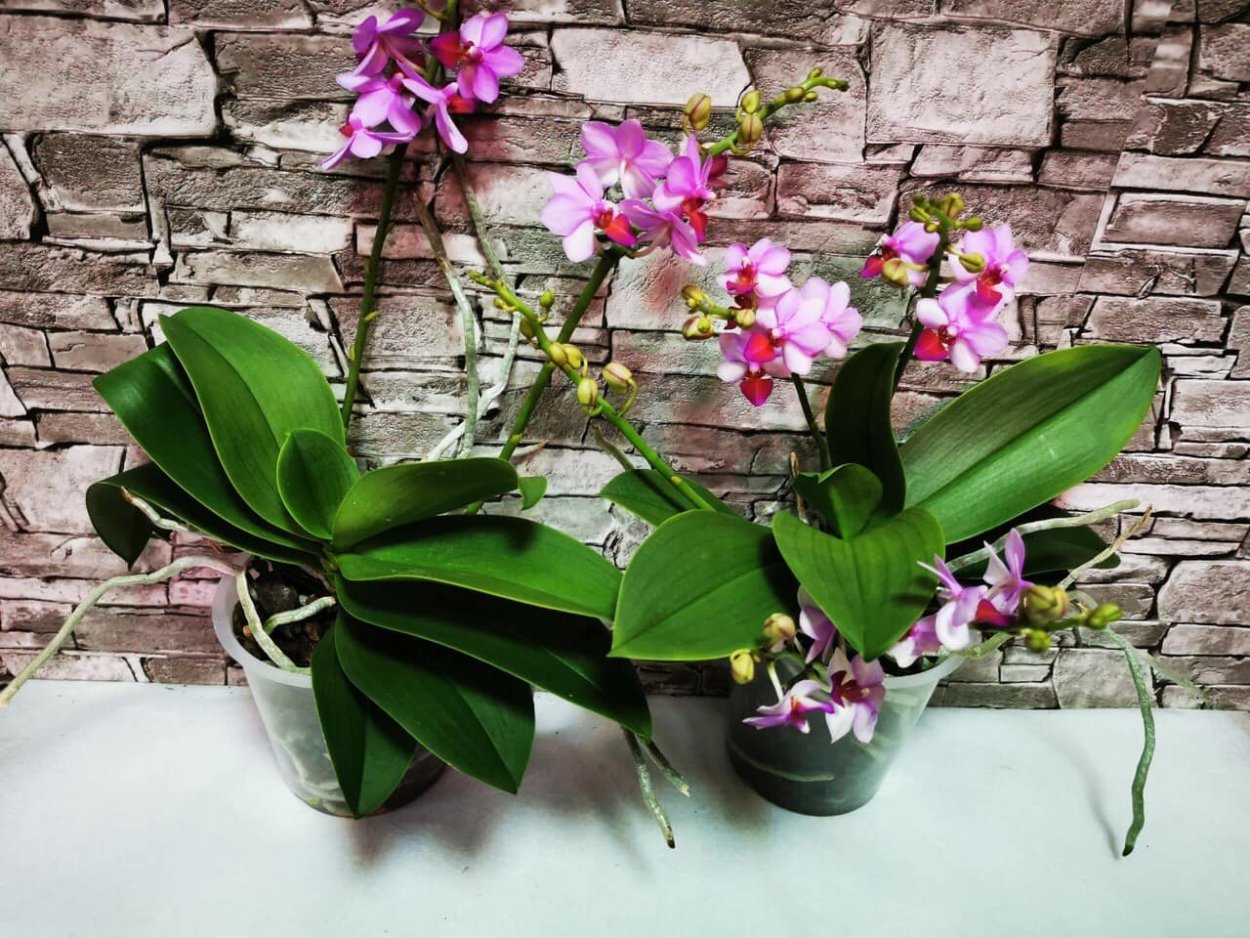 Фаленопсис Льюис Берри