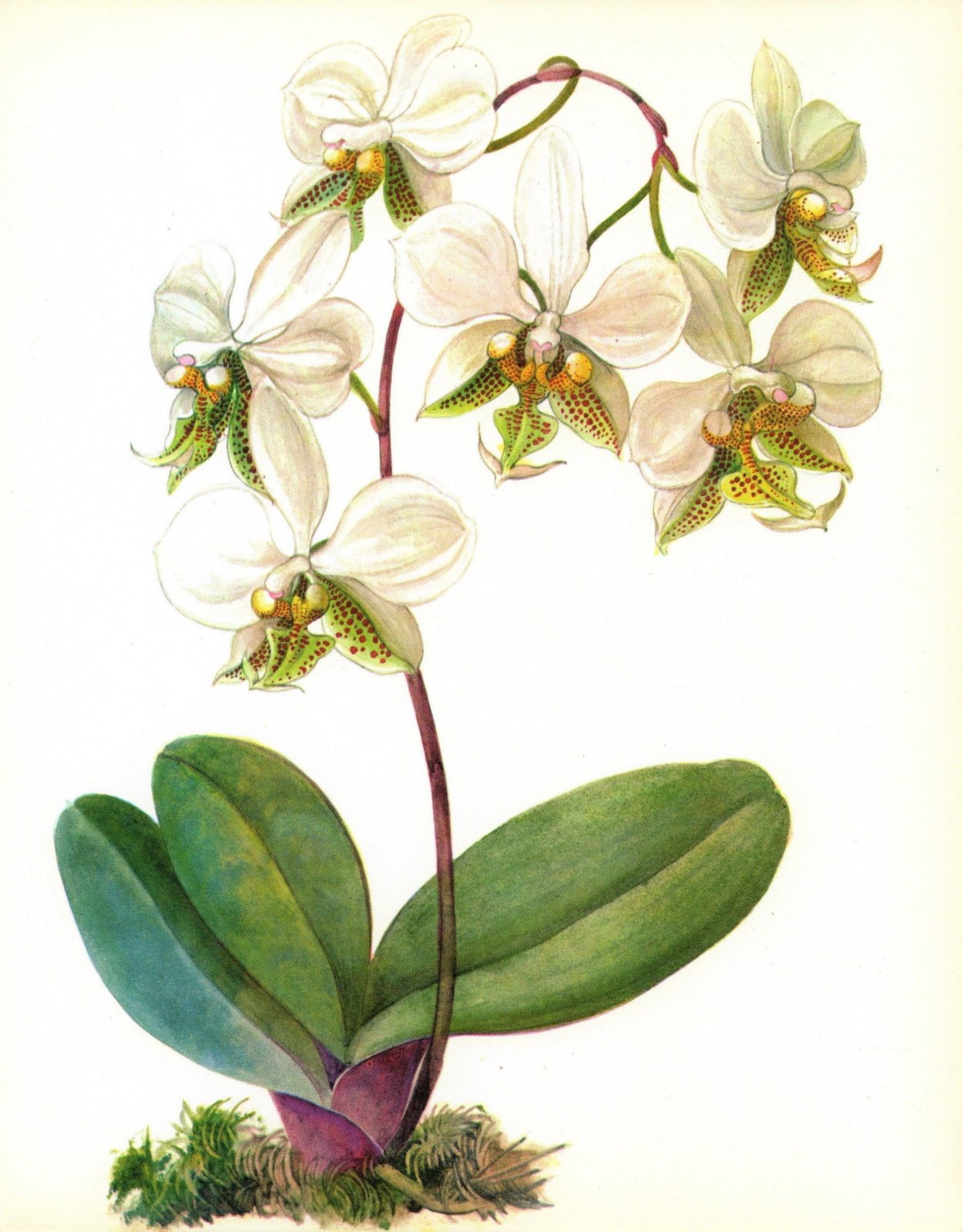 Орхидея для срисовки