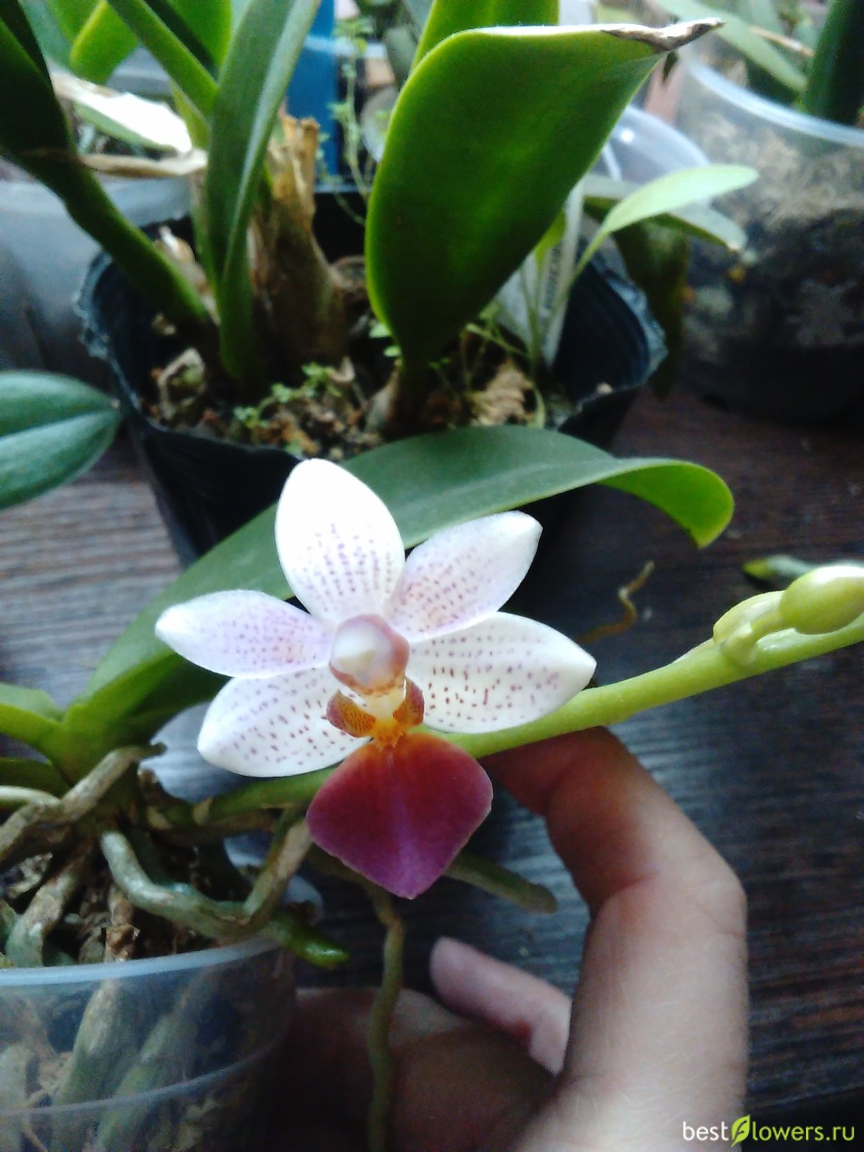 Фаленопсис Льюис фэнтези