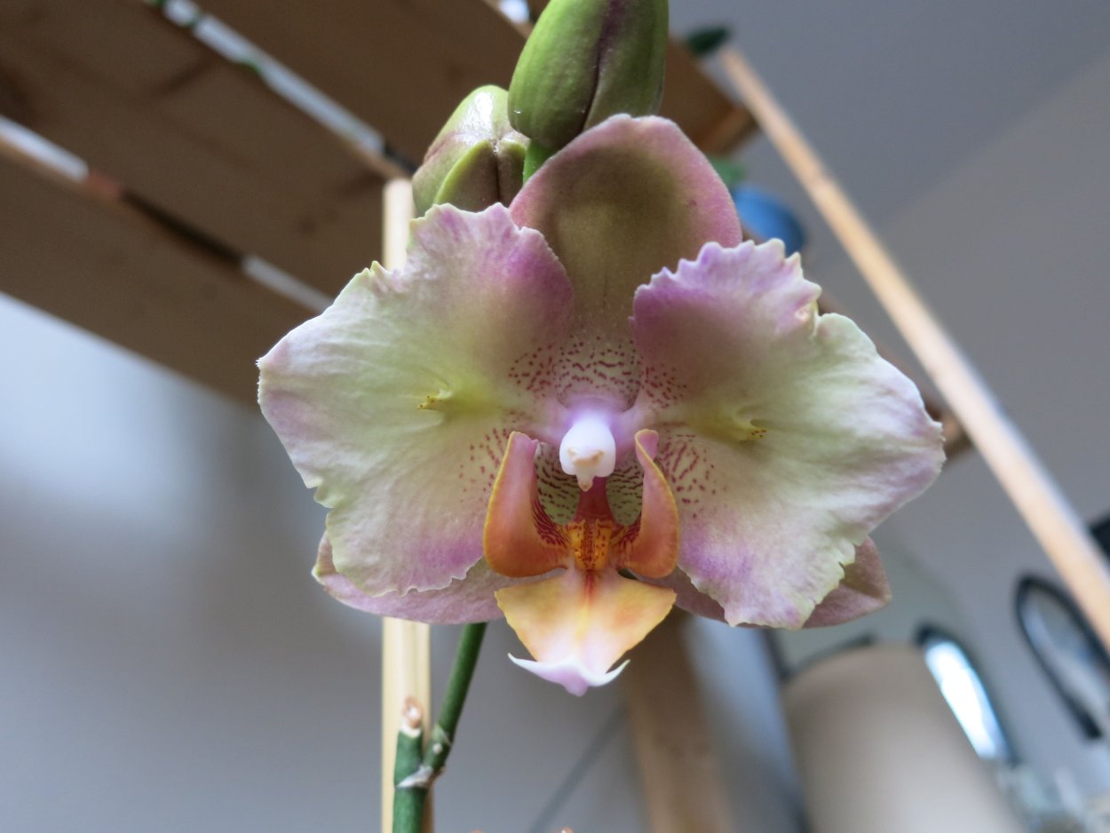 Phal.little Mary ‘peloric’