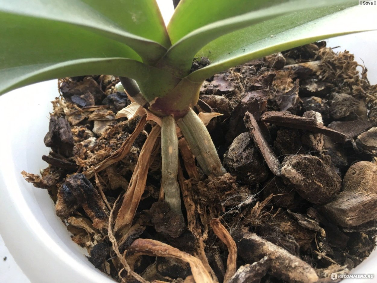 Стилизованные орхидеи