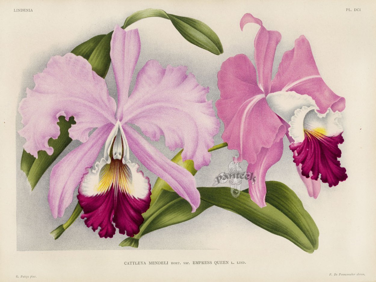 Фаленопсис акварель