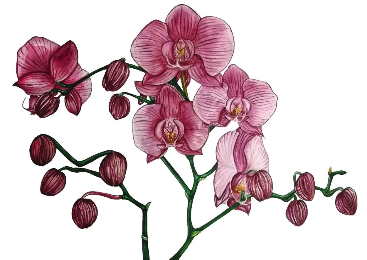 Картина Орхидея