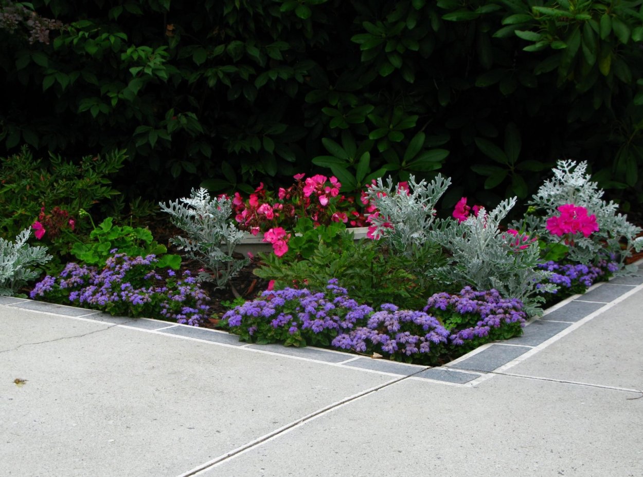 Цинии низкорослые бордюрные