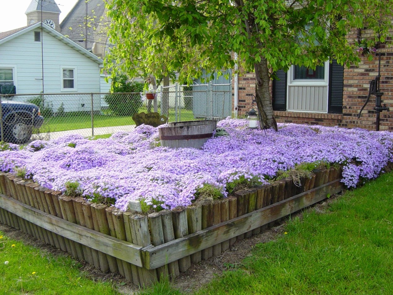 Бархатцы тонколистные ландшафте