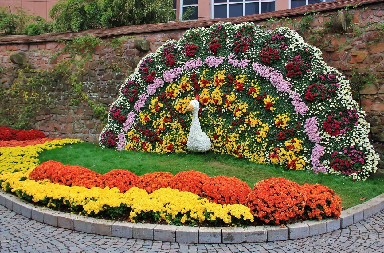 Клумба алиссум и Анютины глазки