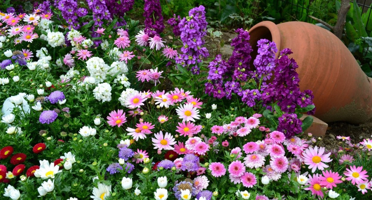 Однолетники двулетники многолетники