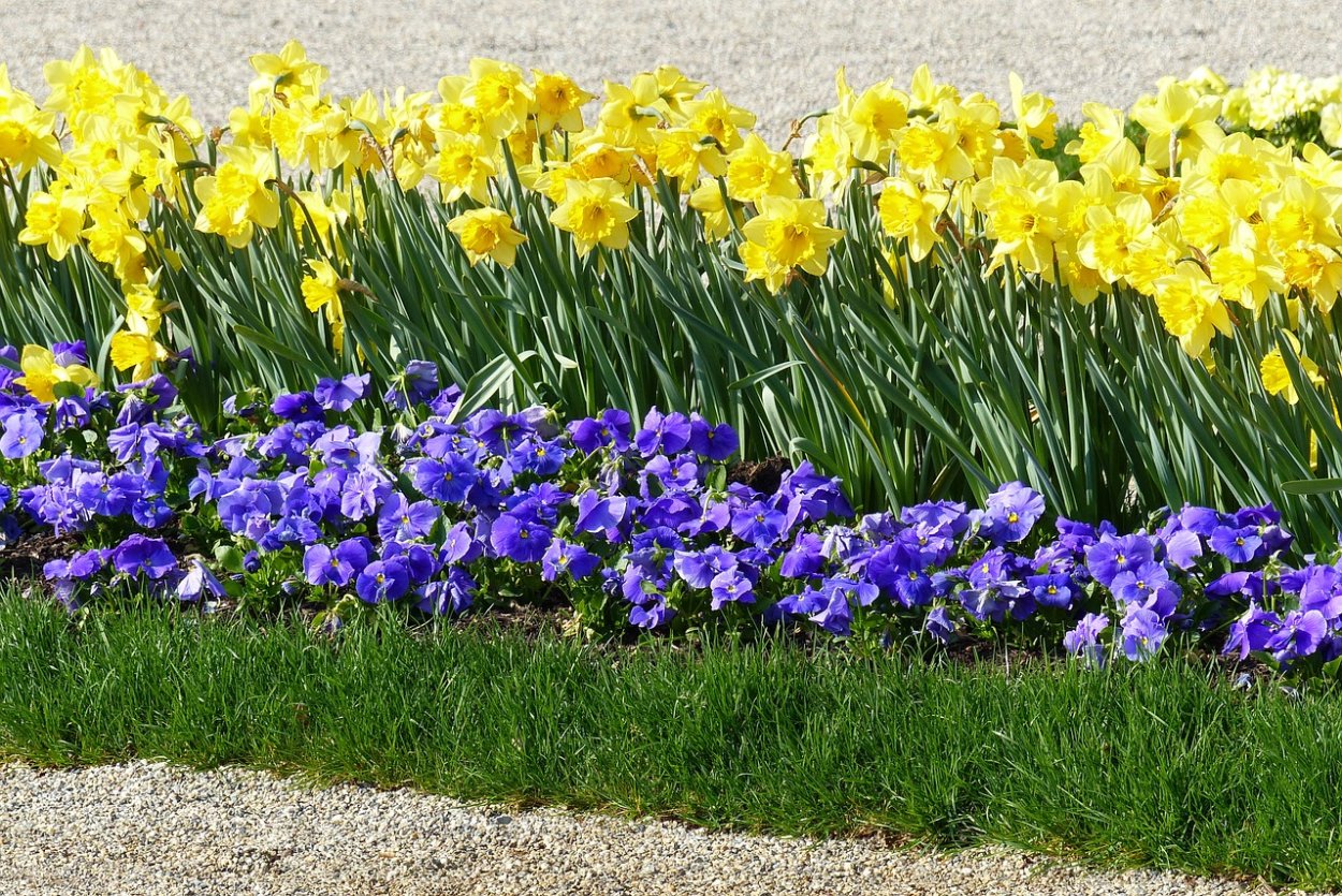 Рабатка Тунберга