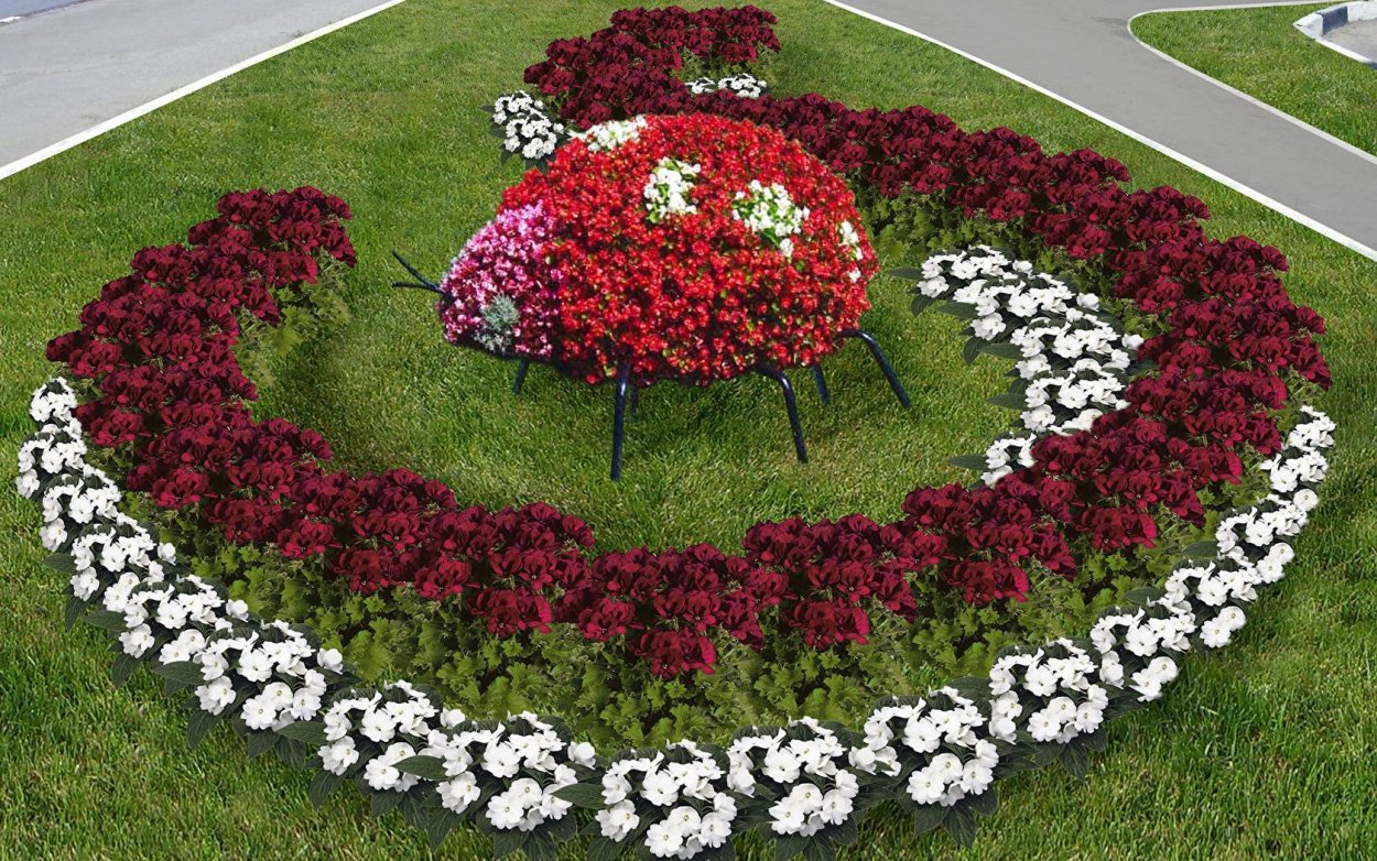 Почвопокровные розы вокруг туи