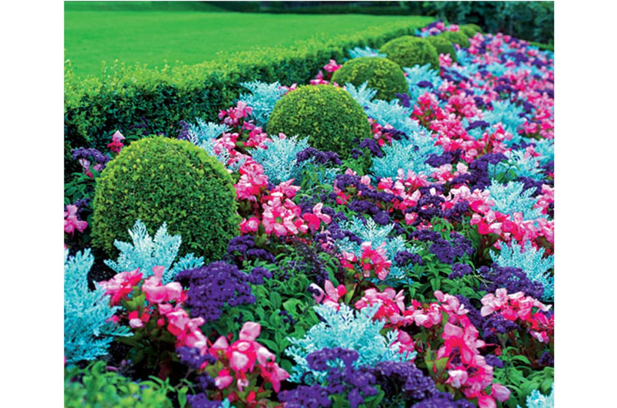 Георгины однолетние наиклумбе