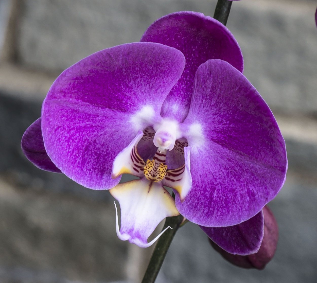 Орхидея претория (36 фото)