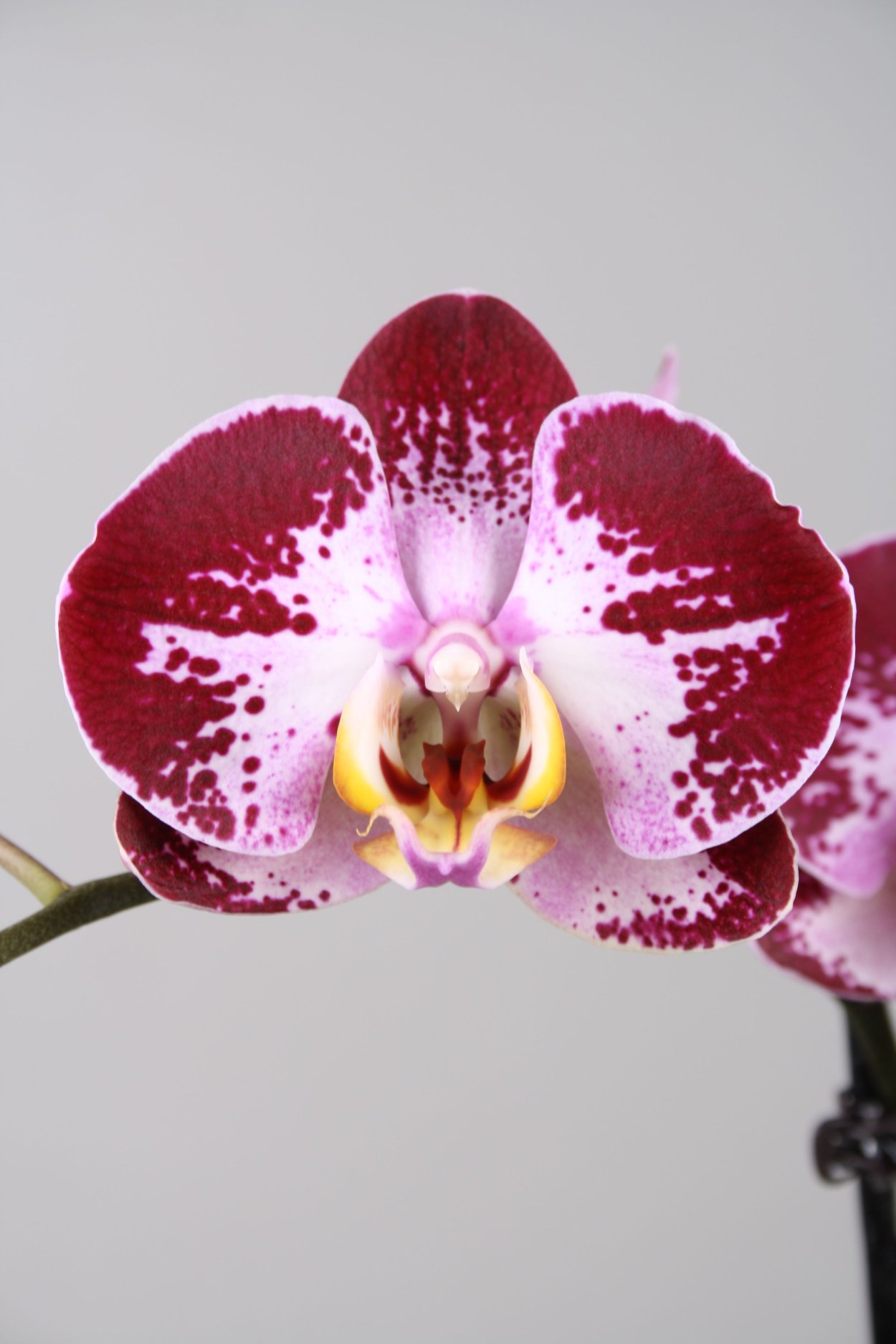 Эластичный пленочный воск для депиляции Allegra jewels «Черная орхидея» 400 г