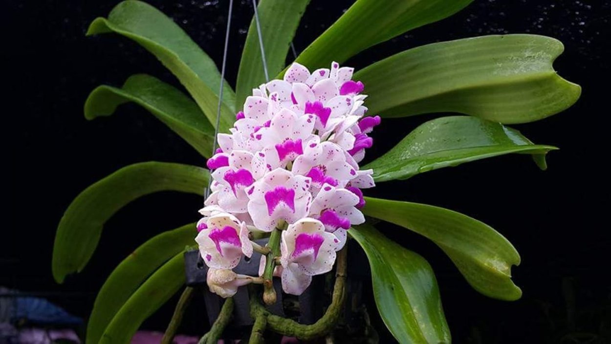 Ринхостилис Орхидея
