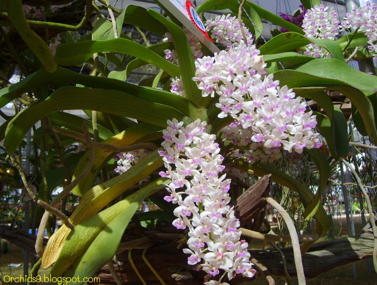 Орхидея Rhynchostylis gigantea var. Orange