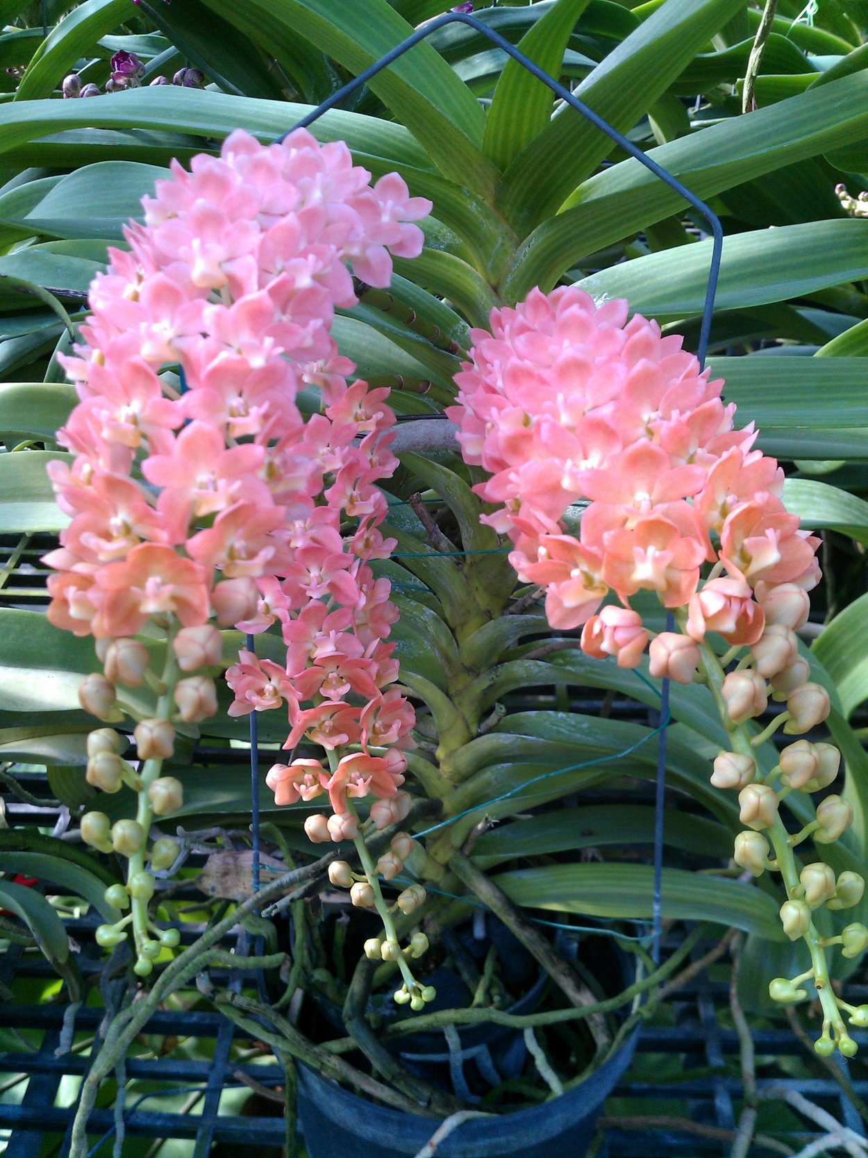 Ринхостилис Орхидея