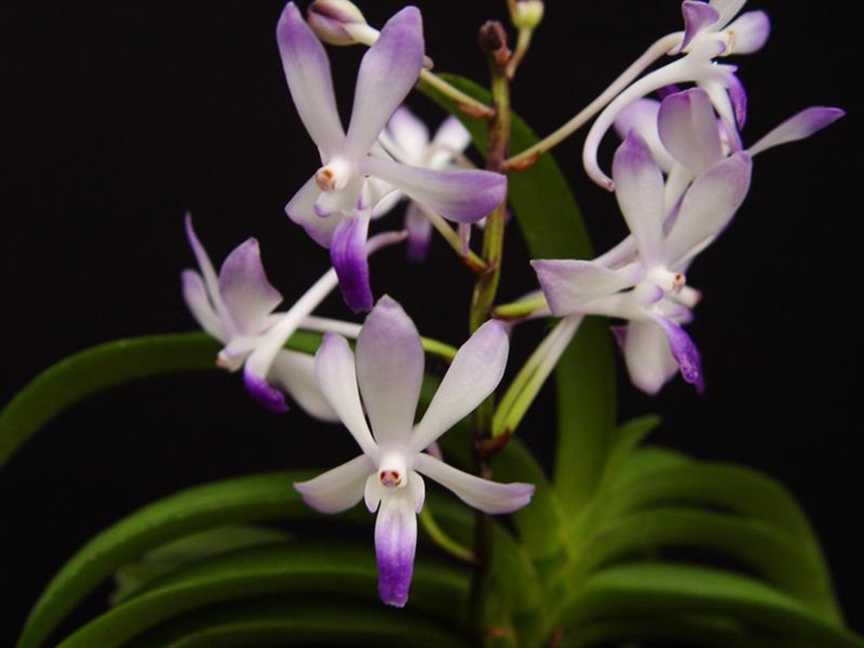 Ринхостилис гигантея ред