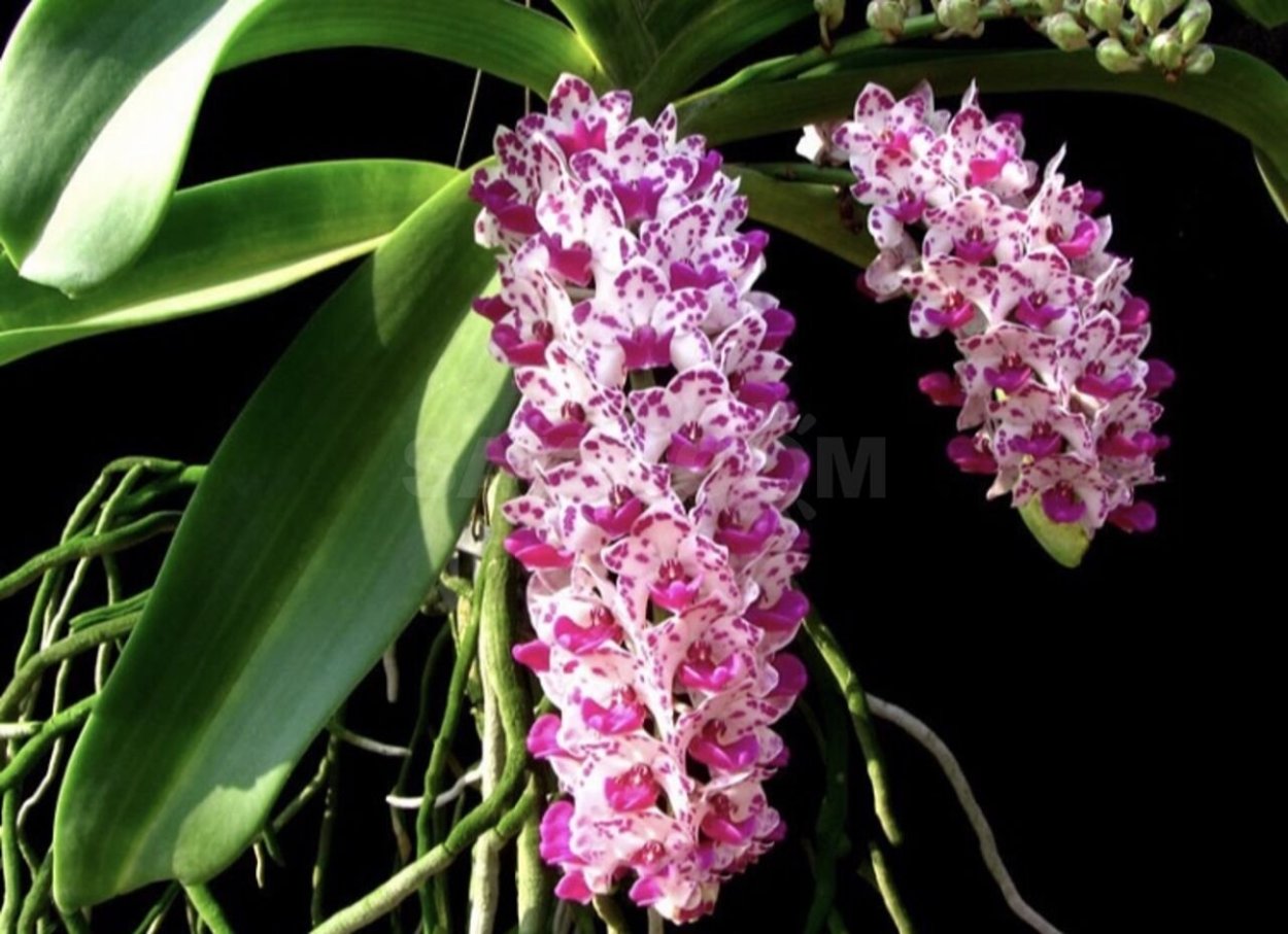 Орхидея Rhynchostylis gigantea Red