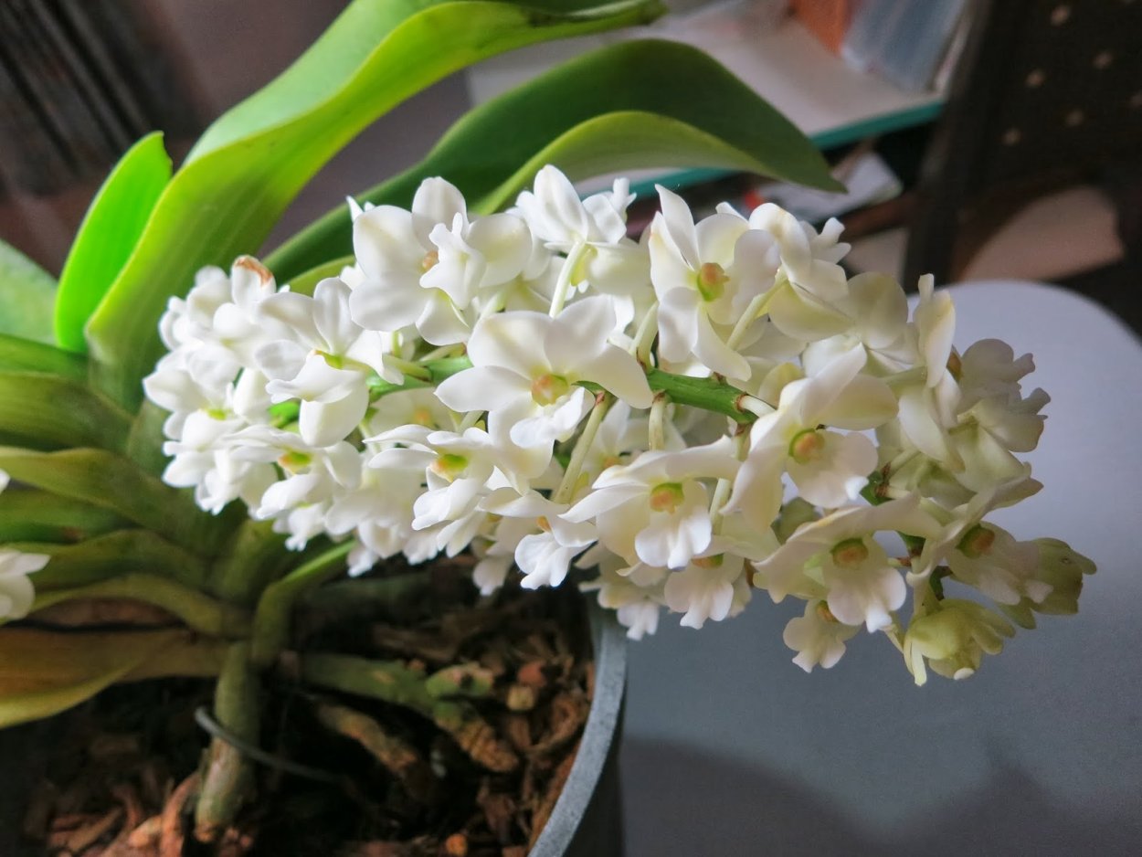 Ринхостилис Небесный