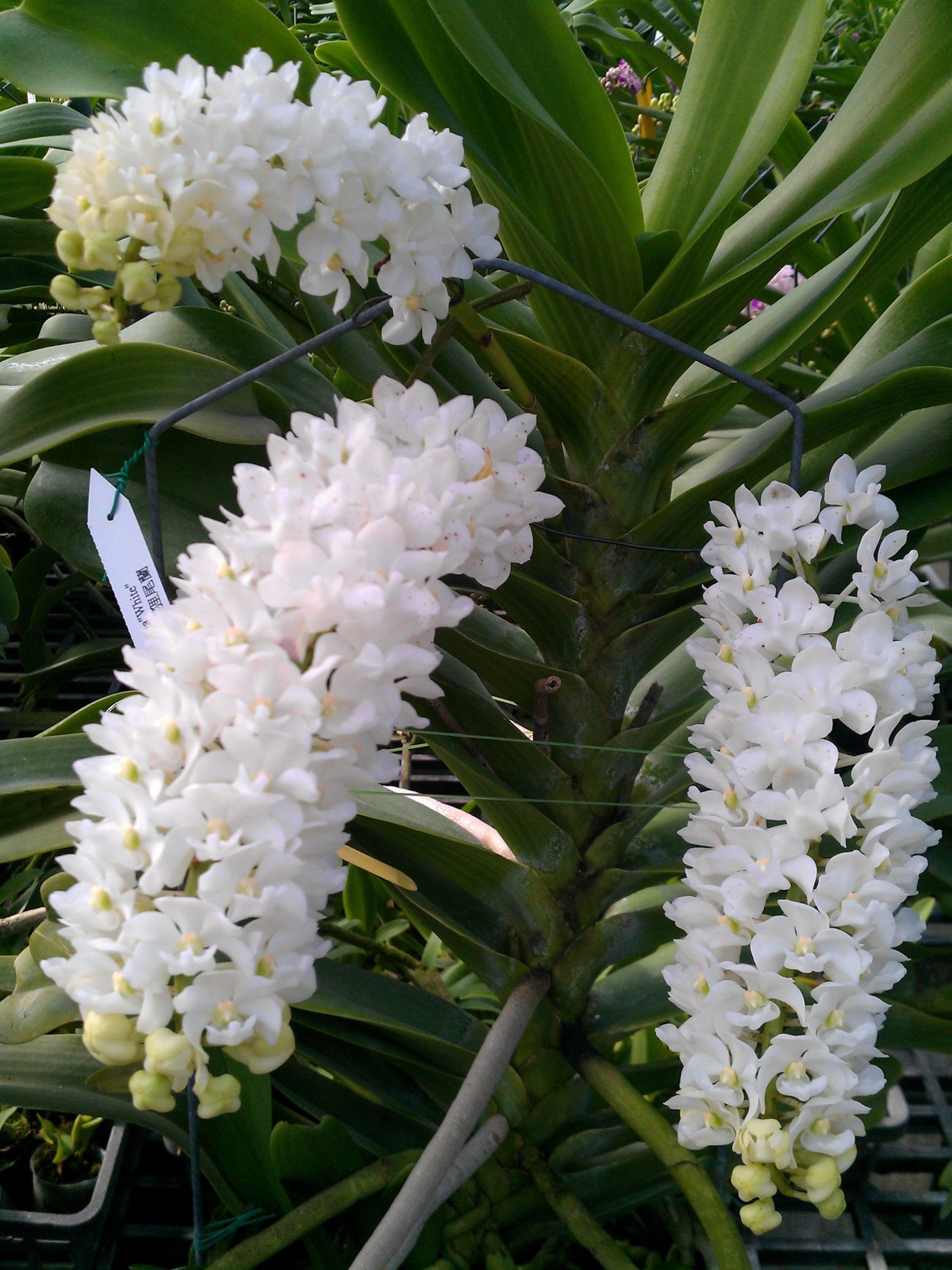 Орхидея ринхостилис гигантея