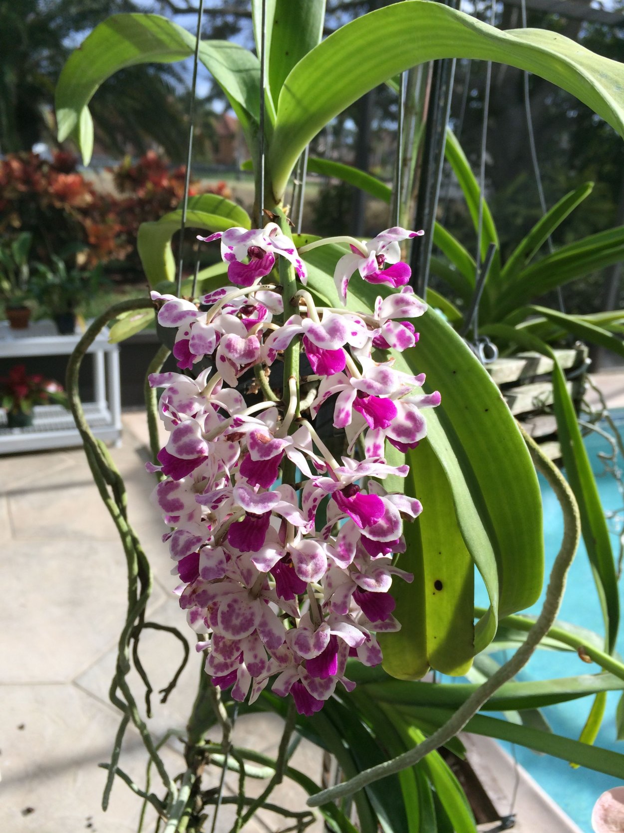 Ринхостилис Джулия