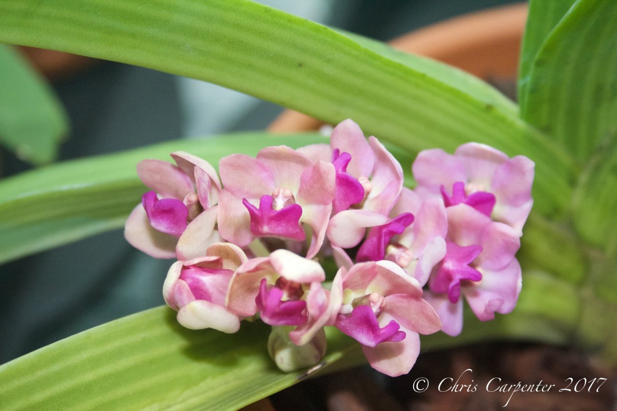 Дендробиум Эмма