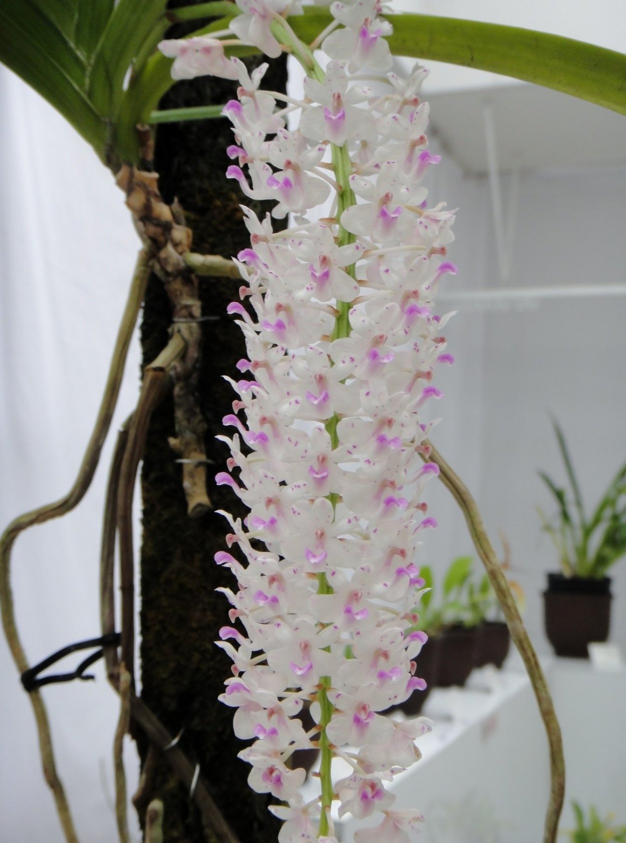 Neostylis Lou Sneary