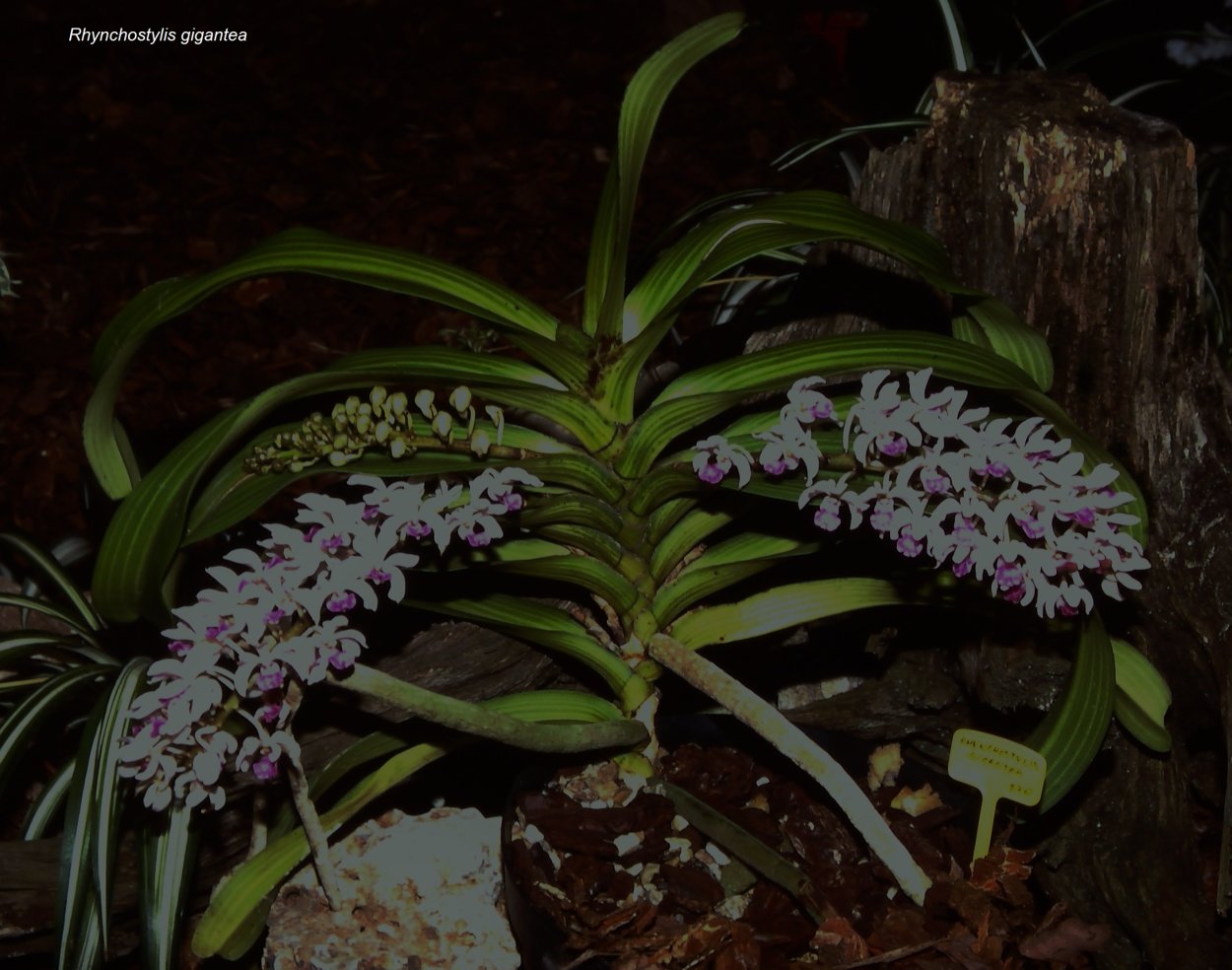 Орхидея ринхостилис 45*12