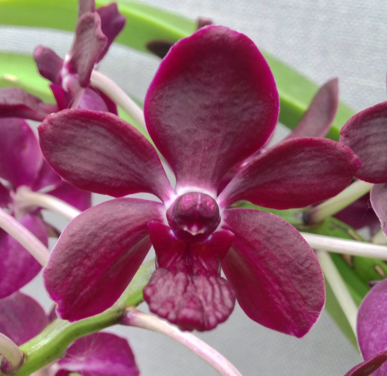 Ринхостилис гигантея Альба