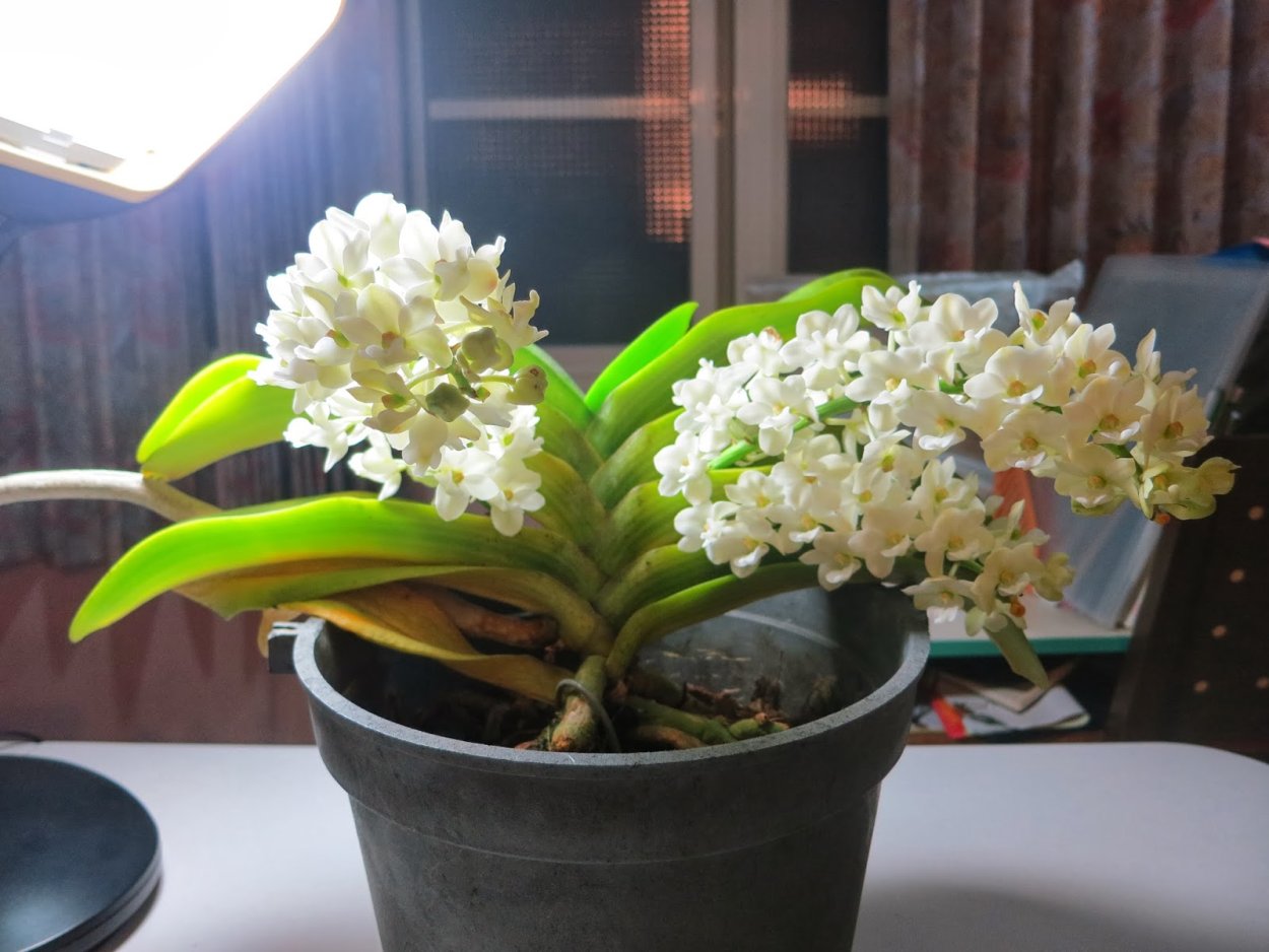 Орхидея Rhynchostylis gigantea var. Orange