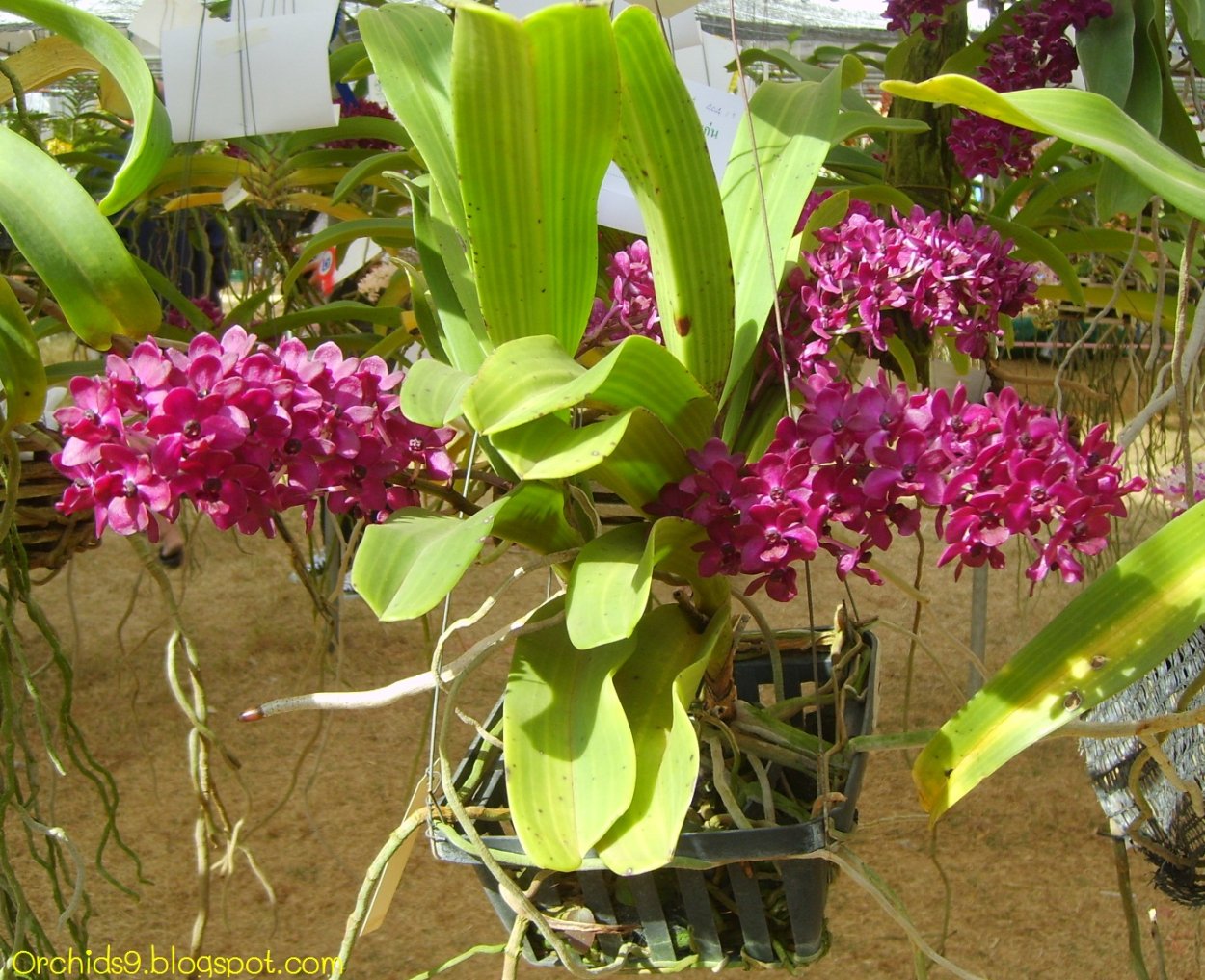 Ванда v.Mimi Palmer