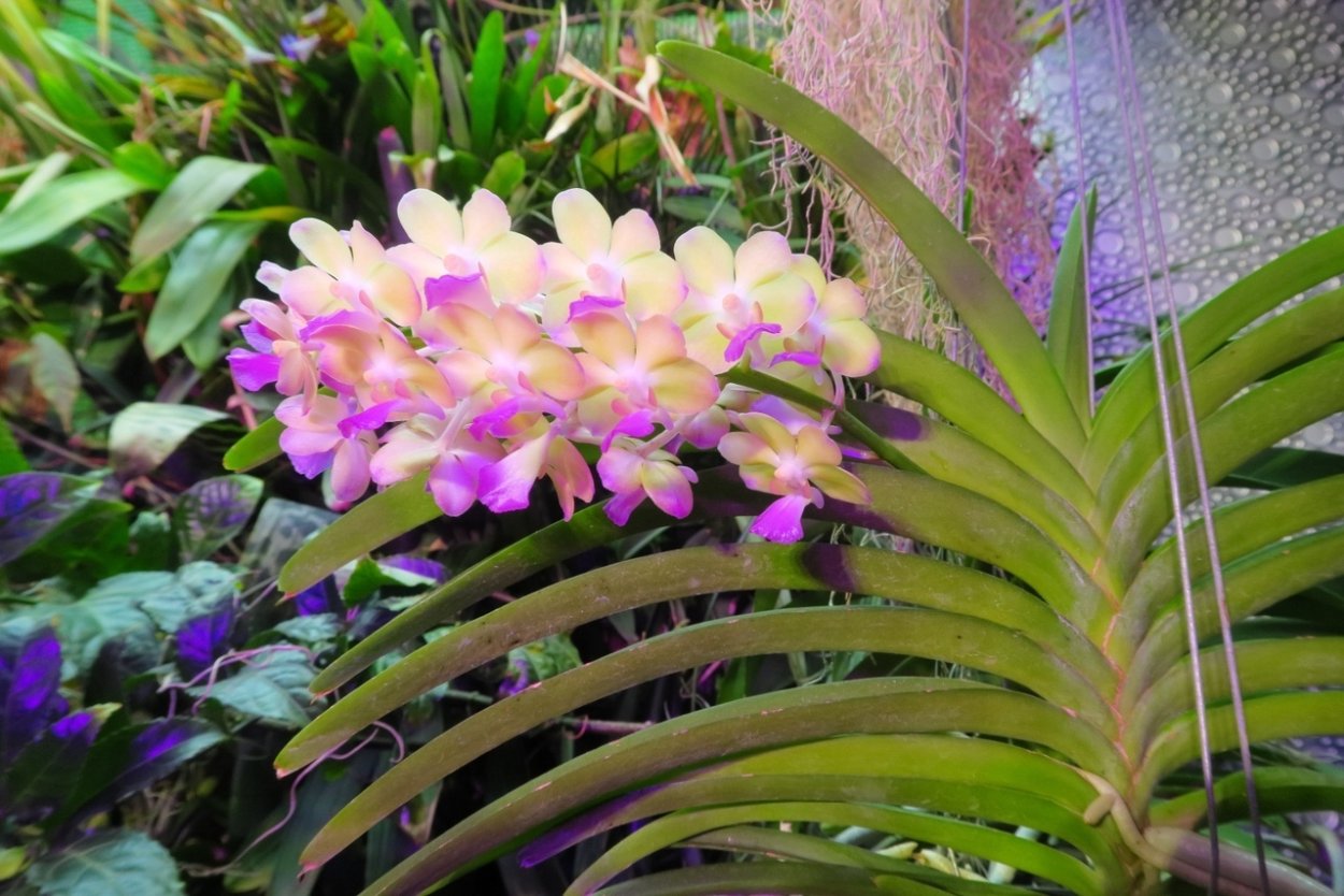 Ринхостилис Небесный