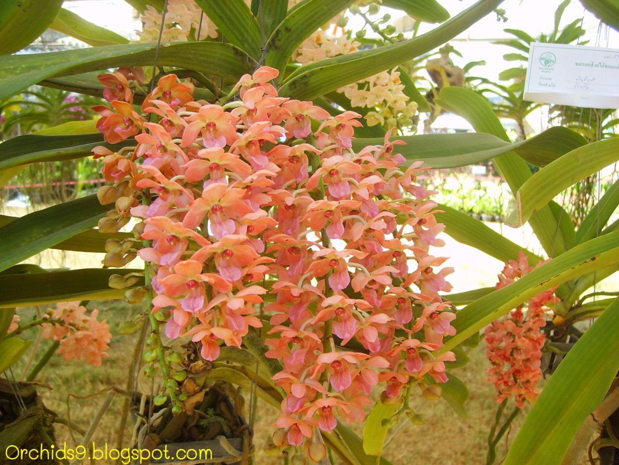 Ринхостилис гигантский