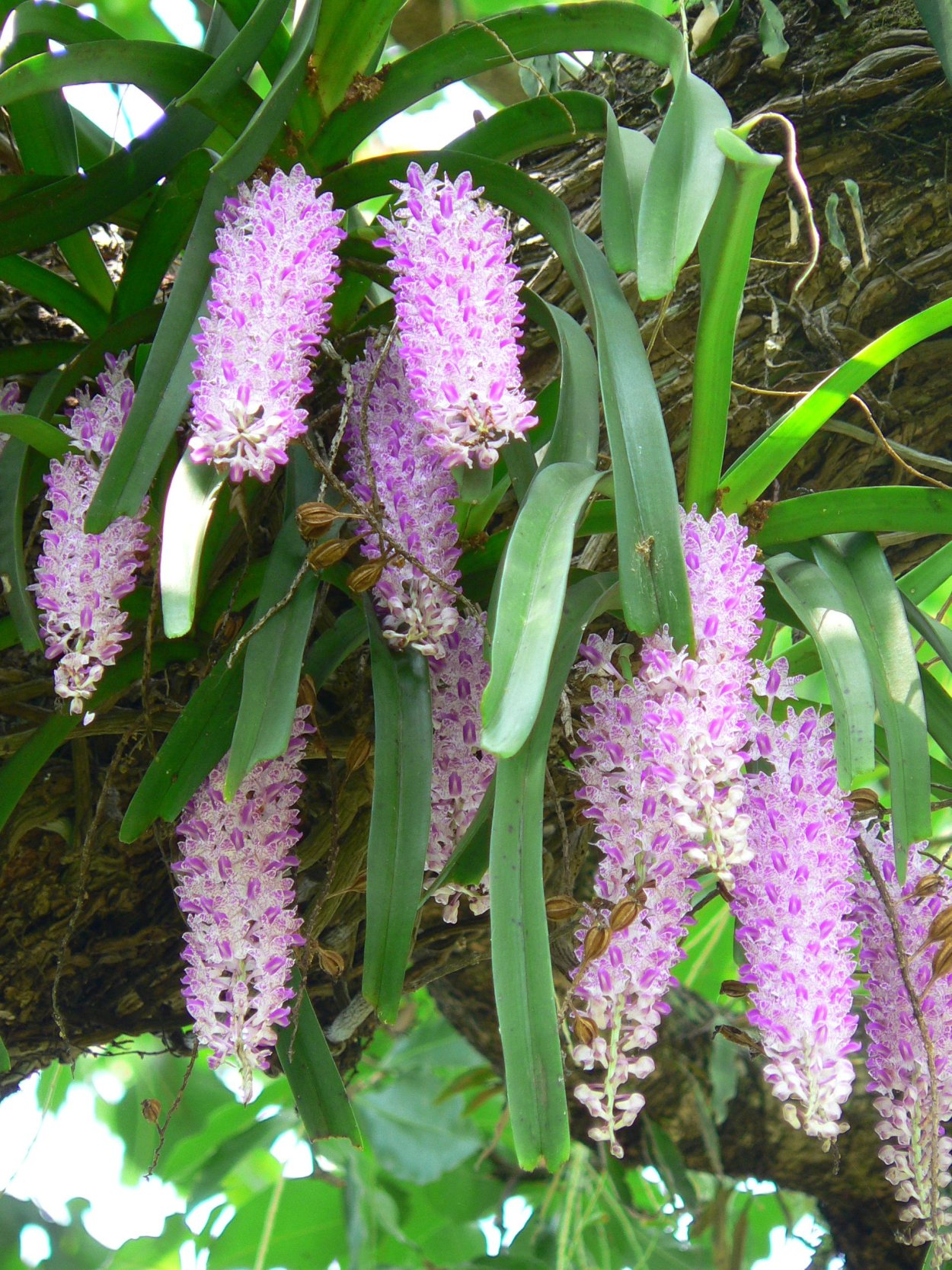 Ринхостилис Орхидея