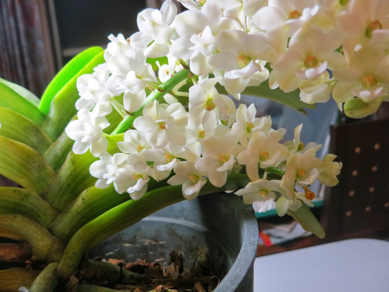 Rhynchostylis gigantea Alba