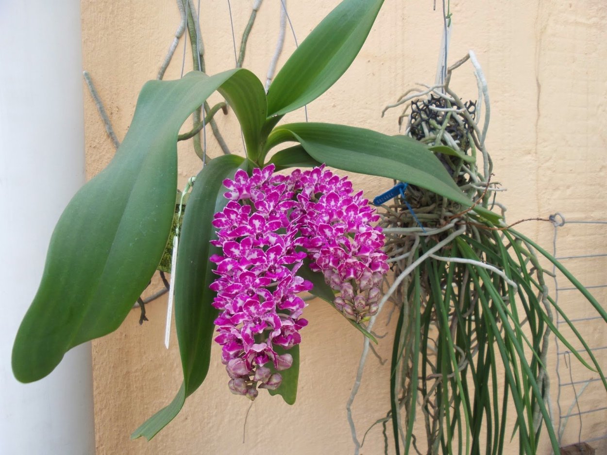 Rhynchostylis gigantea Red