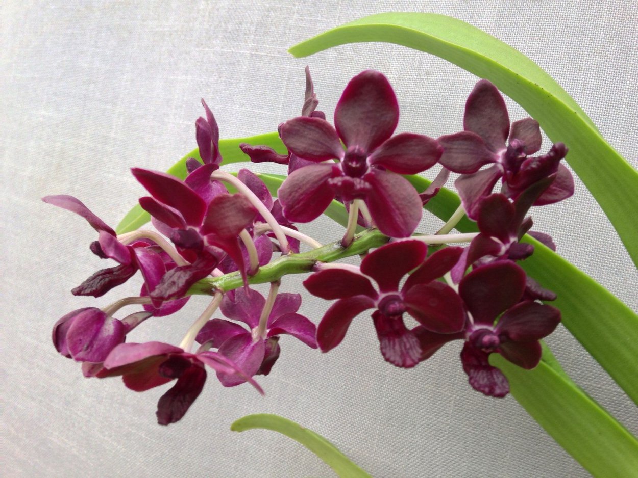 Vandachostylis Colmarie