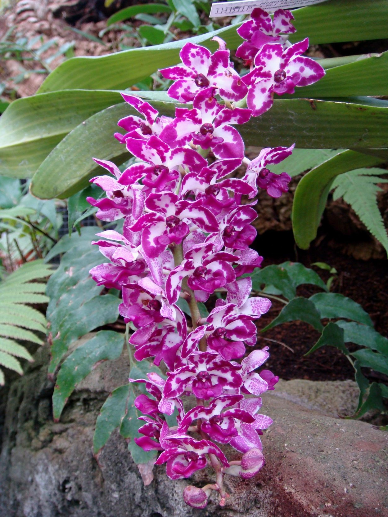 Орхидея Rhynchostylis gigantea Red