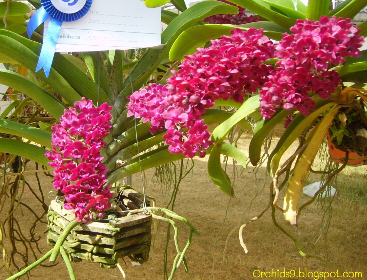 Орхидея Rhynchostylis gigantea Red