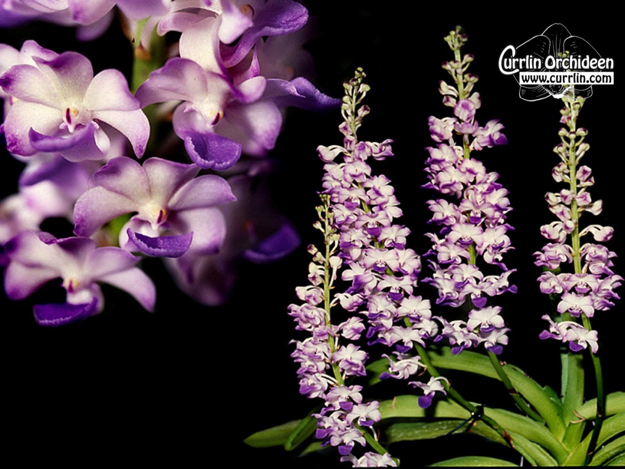 Ринхостилис Орхидея