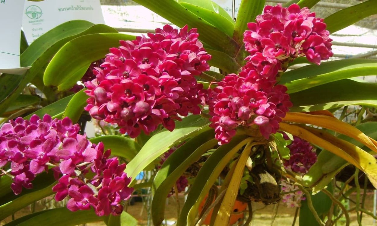 Орхидея Vandachostylis