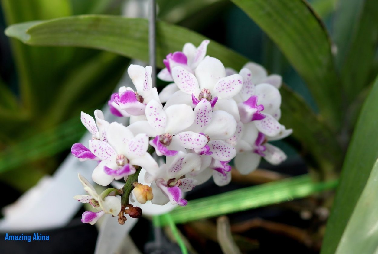 RHY.gigantea x Vasco