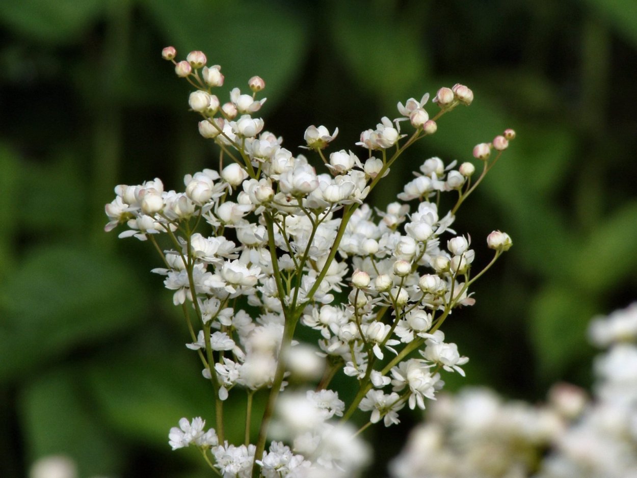 Цветок с белыми мелкими соцветиями