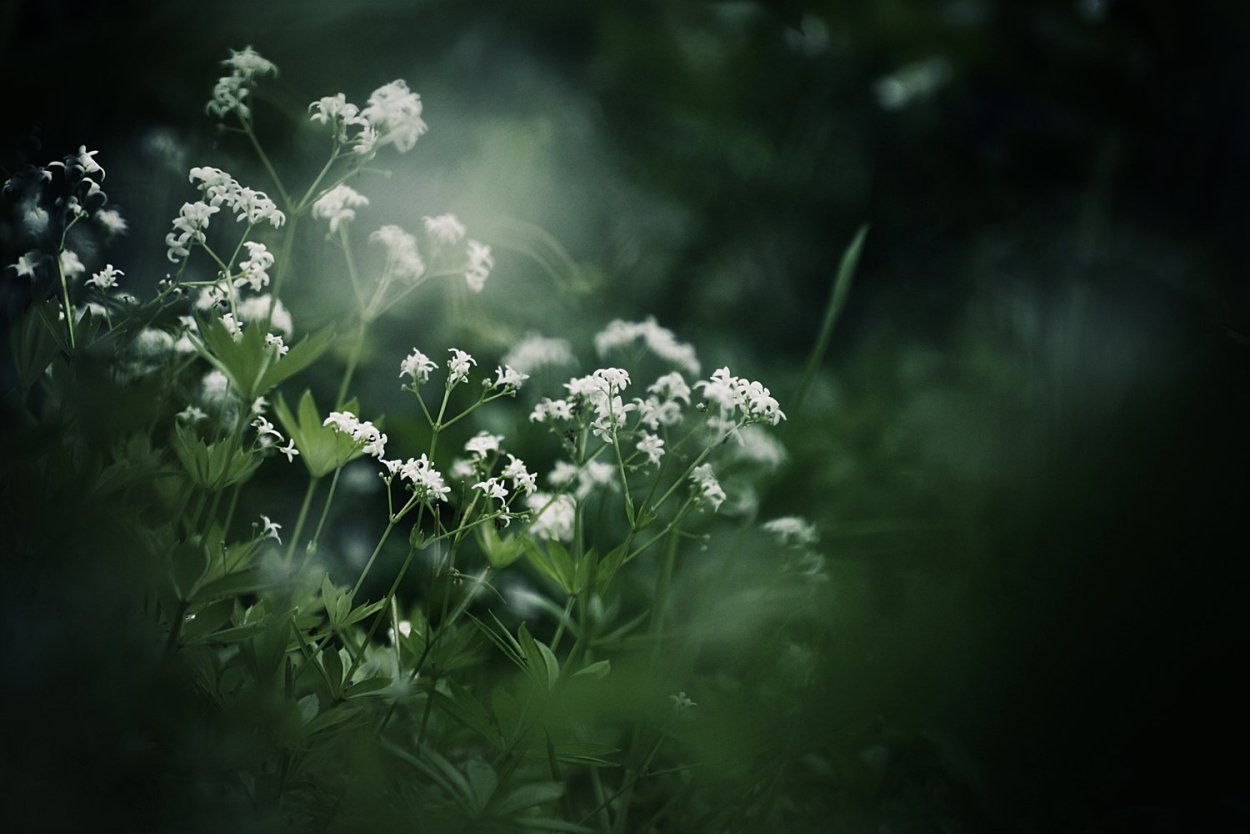 Разнотравье: бессмертник, тысячелистник