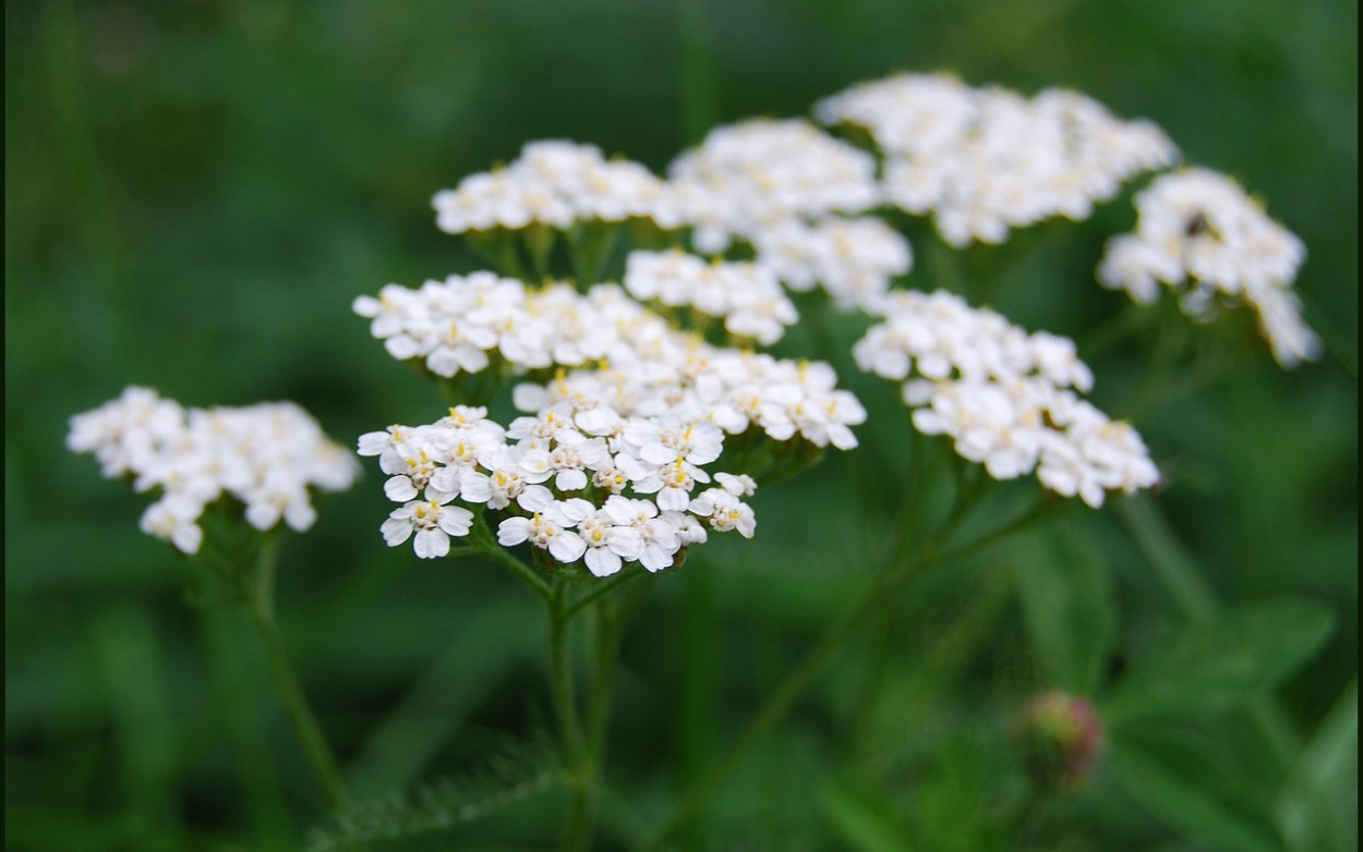 Зонтичные кашка Полевая