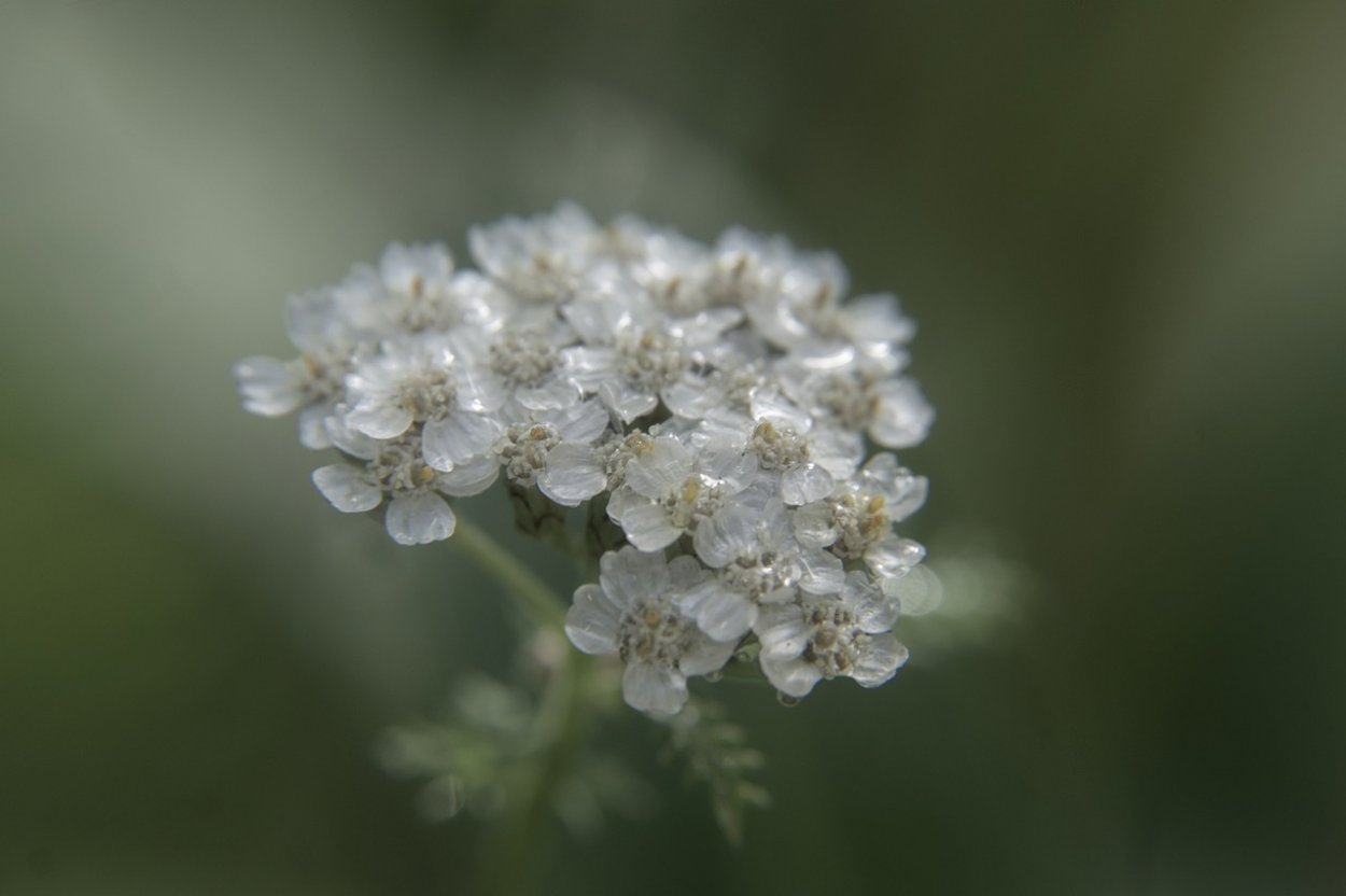 Смешанные полевые цветы