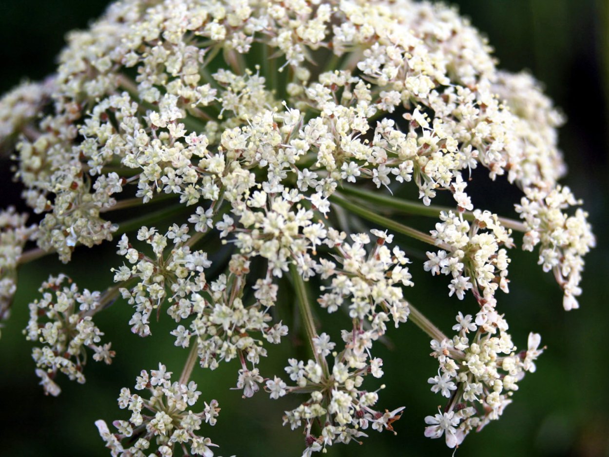 Полевой цветок белый зонтичный