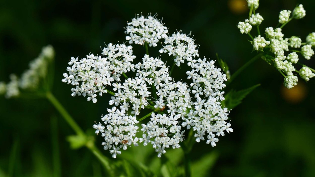 Растение с белыми колосьями