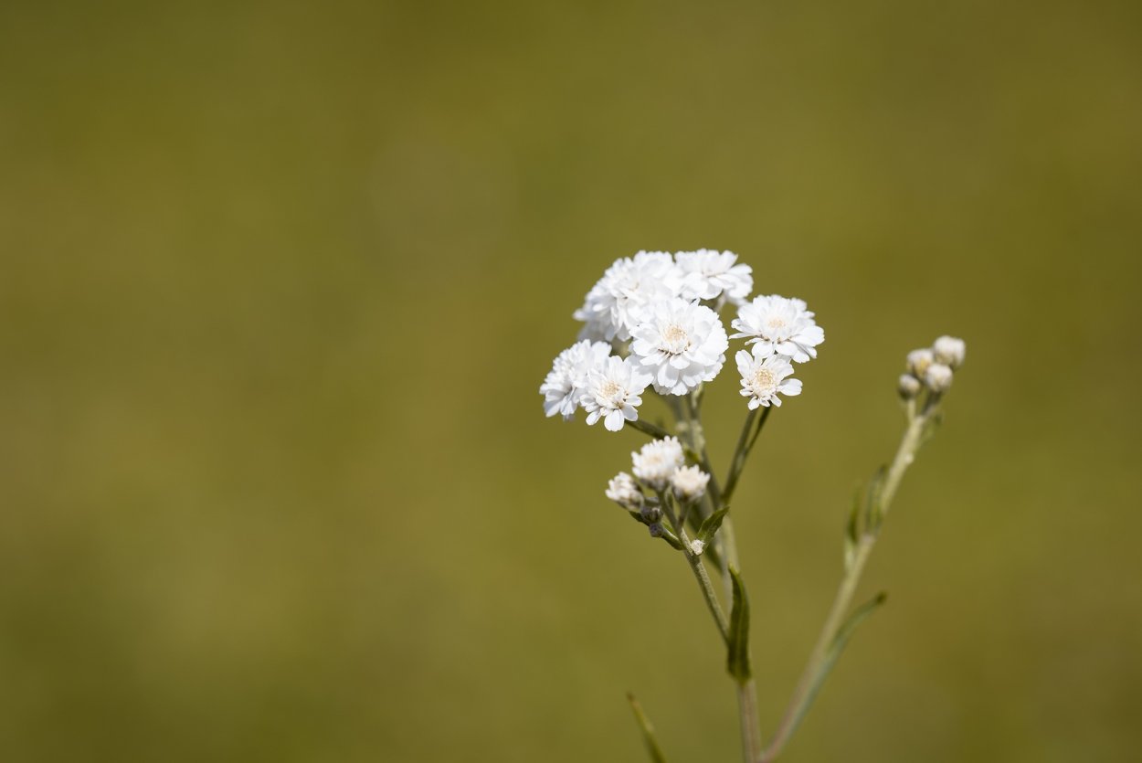 Тысячелистник (Achillea millefolium)