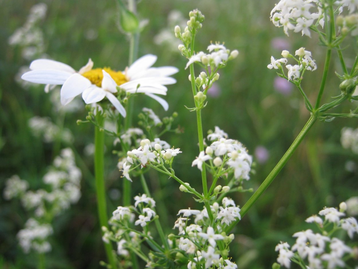 Кустарник с мелкими белыми цветочками